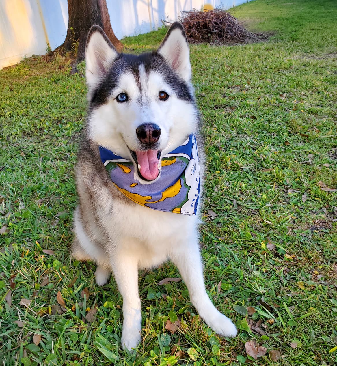 Pawtas solid vintage bandanas