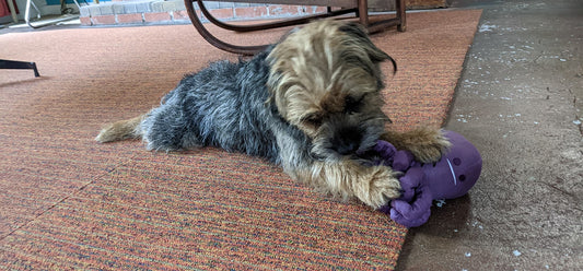 Small dog playing with Pawtas Octo dog toy